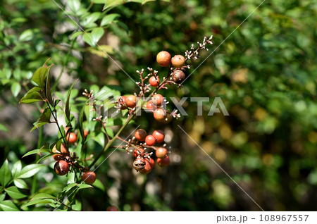 ナンテンの実 108967557