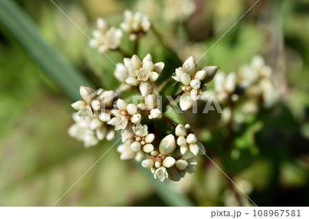 ツルソバの花 108967581