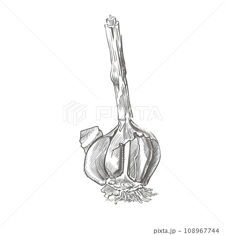 Garlic graphic drawing. Monochrome drawing of garlic. Botanical illustration, pencil sketch. Vector for printing on packaging, dishes, display cases and other printing. Grayscale, detailed image. Garlic graphic drawing. Monochrome drawing of garlic. Botanical illustration, pencil sketch. Vector for printing on packaging, dishes, display cases and other printing. Grayscale, detailed image. 108967744