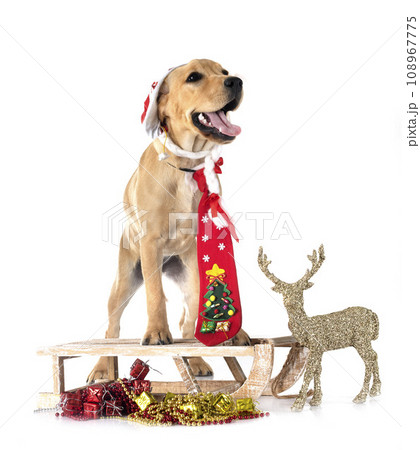 puppy labrado retriever 108967775