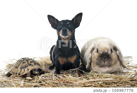 rabbit, dog and turtle in studio rabbit, dog and turtle in studio 108967776