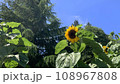 夏の大きなひまわり 108967808