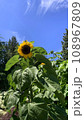 ひまわりと青空 108967809