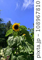 夏のひまわりと青空 108967810