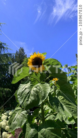 夏のひまわりと青空 108967810