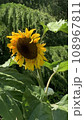 大きなひまわり 108967811