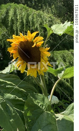 大きなひまわり 108967811