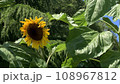 ひまわり 108967812