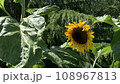 ひまわり 108967813