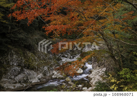 特別名勝、三段峡の黒淵コースの風景 108968071