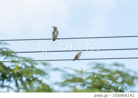 【野鳥】ムクドリとコムクドリ 108968242