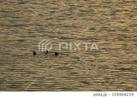 冬の朝空が反射する川面と水鳥・望遠・220109am 108968259