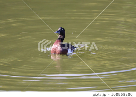 紅葉の池を泳ぐエクリプスのアカハジロ 108968280