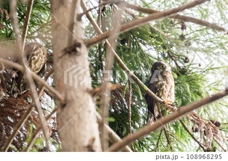 【野鳥】木の枝の上で休むアオバズクの幼鳥 108968295