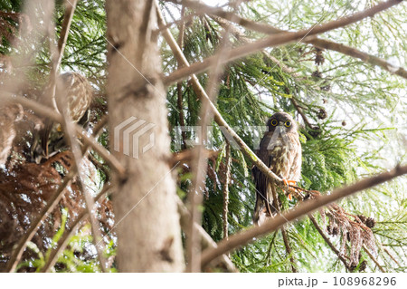 【野鳥】木の枝の上で休むアオバズクの幼鳥 108968296