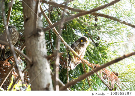 【野鳥】木の枝の上で休むアオバズクの幼鳥 108968297