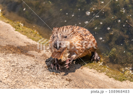 Wild animal Muskrat, Ondatra zibethicuseats, eats on the river bank 108968483