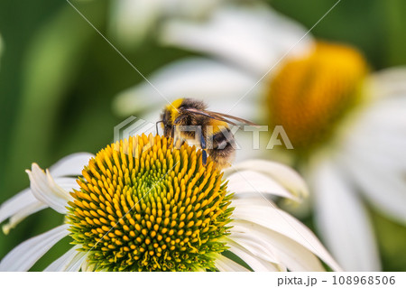 A closeup shot of a bee collecting pollen on a white echinacea flower 108968506