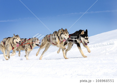 dog sledding on the snow dog sledding on the snow 108968551