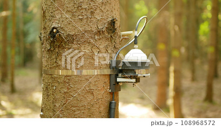 Science dendrometer fire forest risk scientific measurement early warning systems, monitoring forecast current danger wildfires particular wood agriculture crops tree station technology trunk 108968572