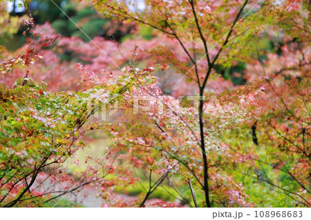 香川の紅葉 108968683