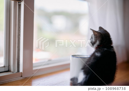 子猫の後ろ姿 子猫の後ろ姿 108968738