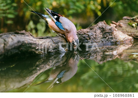The Eurasian jay, Garrulus glandarius, is a species of passerine bird in the crow family Corvidae. 108968861