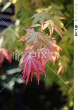 紅葉1 紅葉1 108968925
