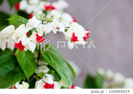 ゲンペイカズラの花 ゲンペイカズラの花 108969054