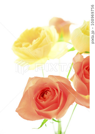 明るいオレンジと黄色のバラの花 明るいオレンジと黄色のバラの花 108969756