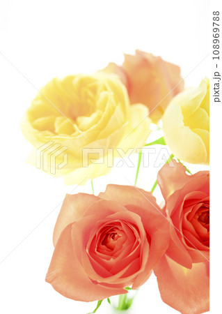 明るいオレンジと黄色のバラの花 明るいオレンジと黄色のバラの花 108969788