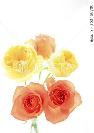 明るいオレンジと黄色のバラの花 明るいオレンジと黄色のバラの花 108969789