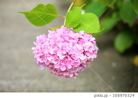 ヒメアジサイの花 108970324