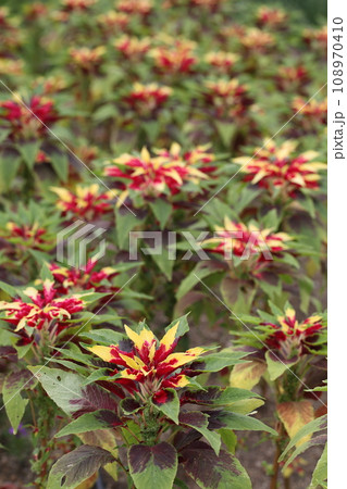 コリウスの群生地 108970410