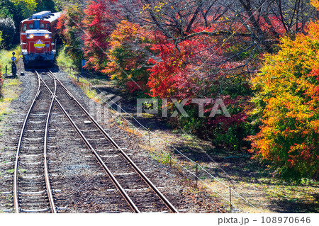 秋の紅葉とトロッコ列車2 秋の紅葉とトロッコ列車2 108970646