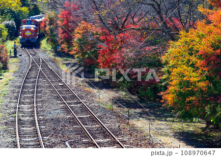 秋の紅葉とトロッコ列車3 108970647