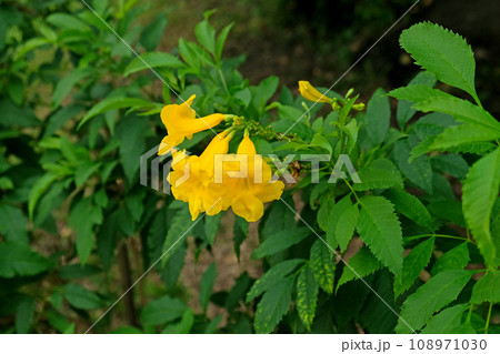 Tecoma stans, Yellow elder flowers 108971030