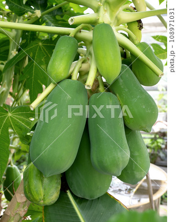 たくさんの実がなったパパイアの木 たくさんの実がなったパパイアの木 108971031