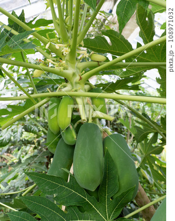 たくさんの実がなったパパイアの木 たくさんの実がなったパパイアの木 108971032