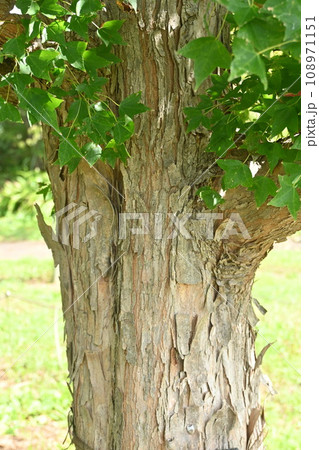 トウカエデの果実・翼果 108971151