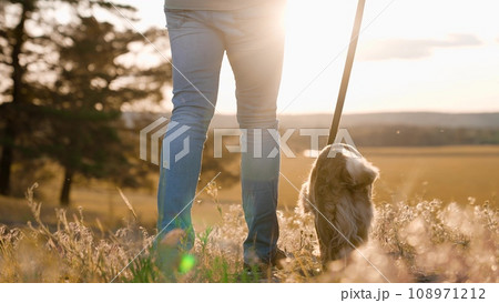 Cute cocker spaniel dog waves tail walking with owner along field grass at sunset man walks dedicated small dog on leash in summer park owner with spaniel enjoys walk across wild park closeup 108971212