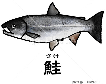 鮭（さけ）のイラスト 108971360