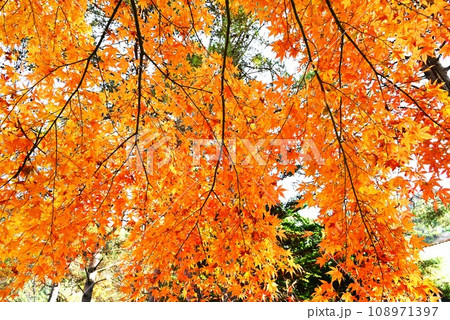 イロハモミジの紅葉・美しい日本の風景・季節の背景素材 イロハモミジの紅葉・美しい日本の風景・季節の背景素材 108971397