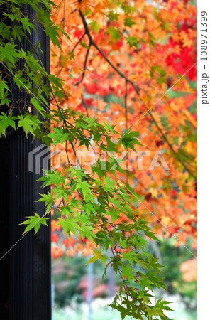 イロハモミジの紅葉・美しい日本の風景・季節の背景素材 イロハモミジの紅葉・美しい日本の風景・季節の背景素材 108971399
