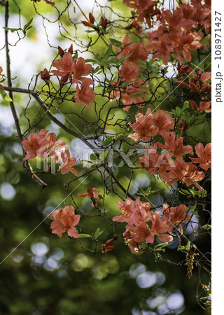 赤いツツジの花 108971427