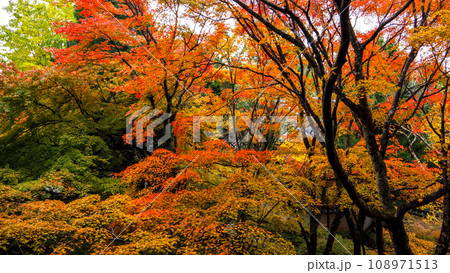 紅葉の播州清水寺 108971513