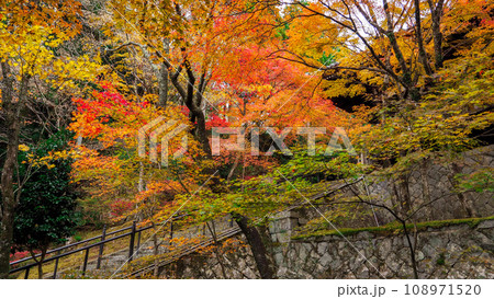 紅葉の播州清水寺 紅葉の播州清水寺 108971520
