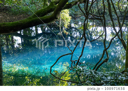 湧水でできた池 108971638