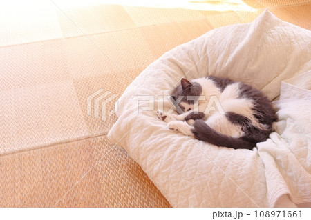 クッションで気持ちよさそうに寝る可愛いハチワレ猫 108971661