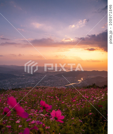 夕焼けのコスモス畑（鷲ヶ峰コスモスパーク） 108971846